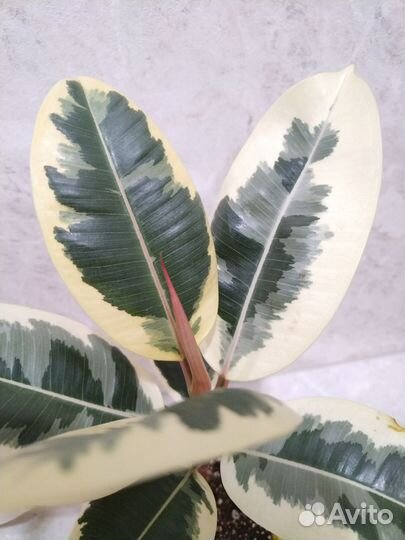 Фикус тинеке