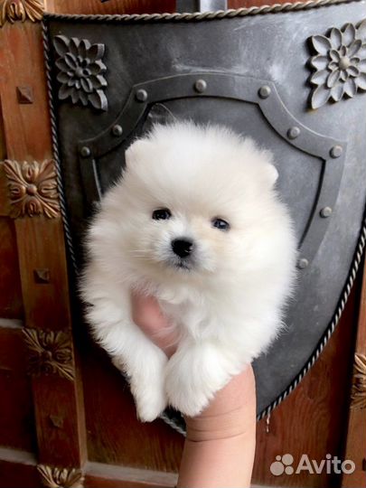 Шпиц. Щенки Шпица