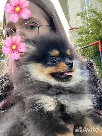 Выгул собак