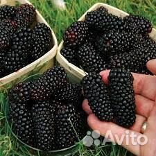 Малина ремонтантная Самохвал, Вольница