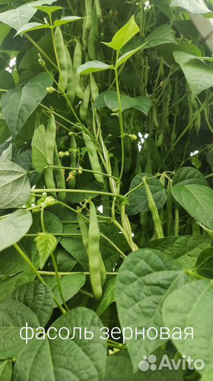 Семена кукуруза, люффа, бамия, фасоль