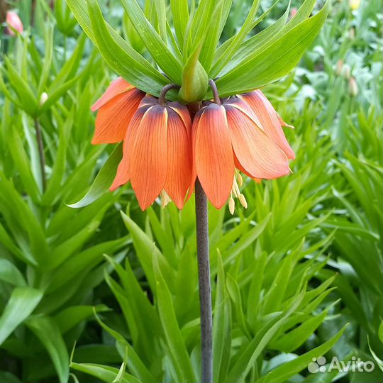 Рябчик императорский