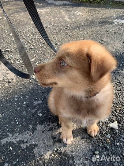 Щенок в добрые руки