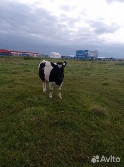 Корова стельная дойная, телка стельная и тёлочка