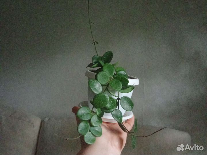 Хойя