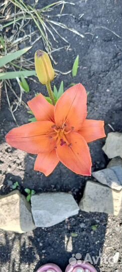 Лилии, цветок с луковицей