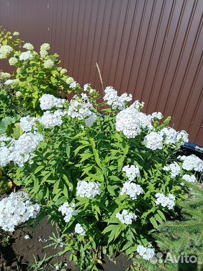 Флоксы многолетние