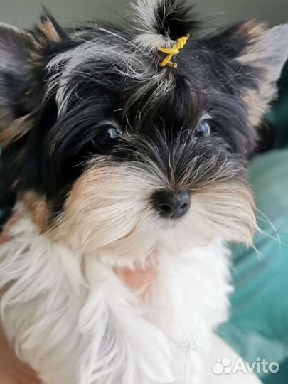 Биверенок mini девочка