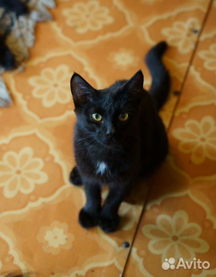 Котёнок, 7 месяцев