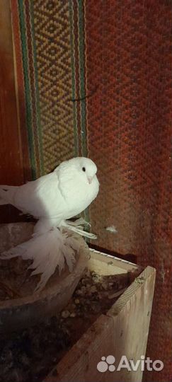 Продажа голубей