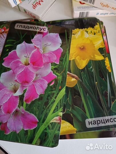 Умница мир на ладошке