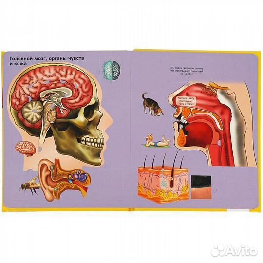 Тело человека 100 окошек для малышей Умка