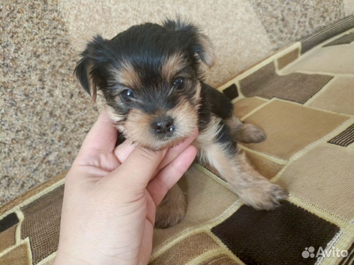 Щенки Йорка