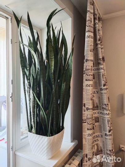 Продам комнатные растения