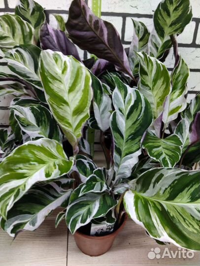 Калатея white fusion