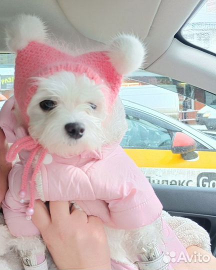 Шапка шлем для маленькой собачки