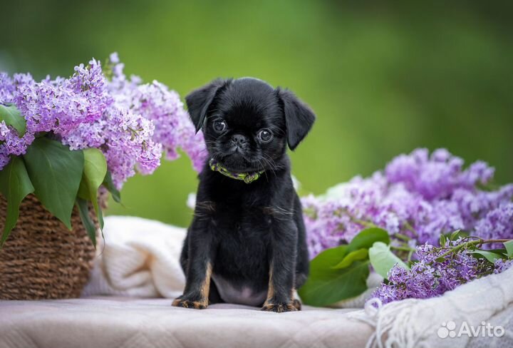 Щенки пти брабансона