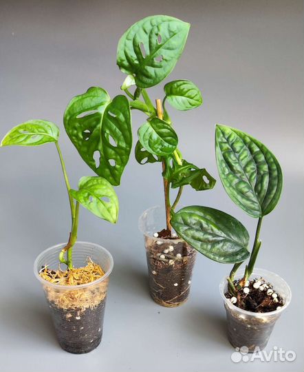 Комнатные растения