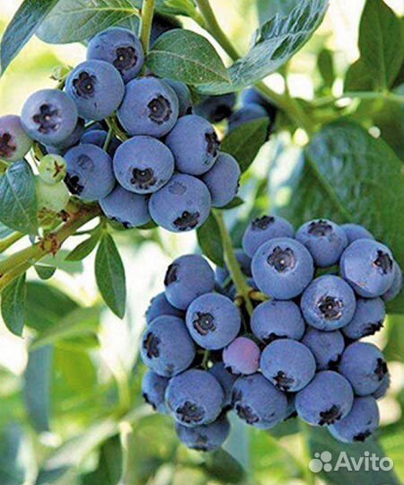 Голубика Река, Блю Кроп