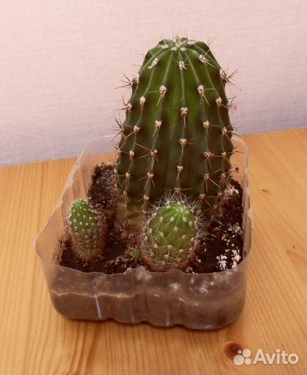 Бругмансия Бегония Мята Алоэ Кактус Хлорофитум