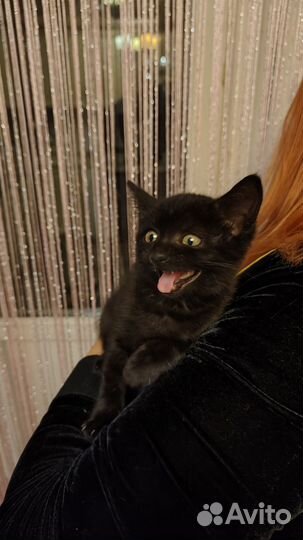 Кошка в дар