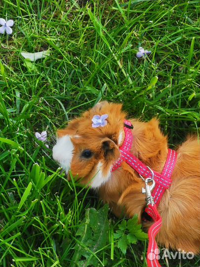 Морские свинки