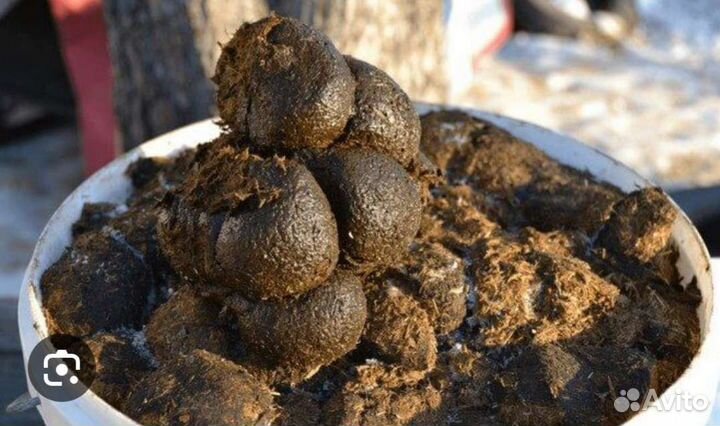 Конский чистый навоз