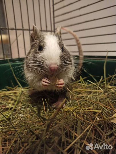 Дегу отдам бесплатно