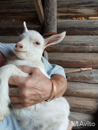 Козочка и два козлика, зааненские, безрогие
