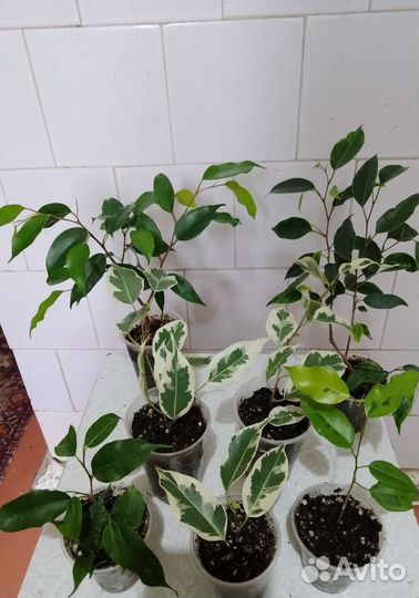 Отростоки традесканции и фикусов