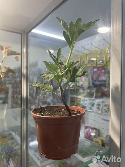 Хризантема для дома и сада