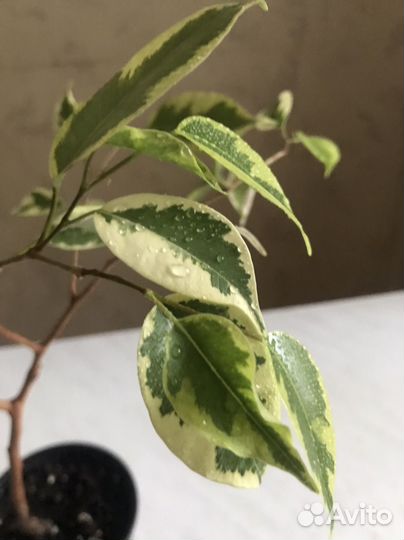 Фикус бенджамина