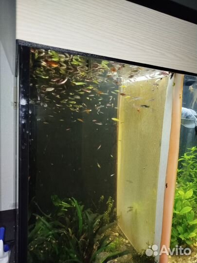 Аквариумные рыбки 