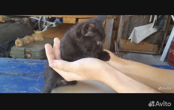 Отдам бесплатно животные