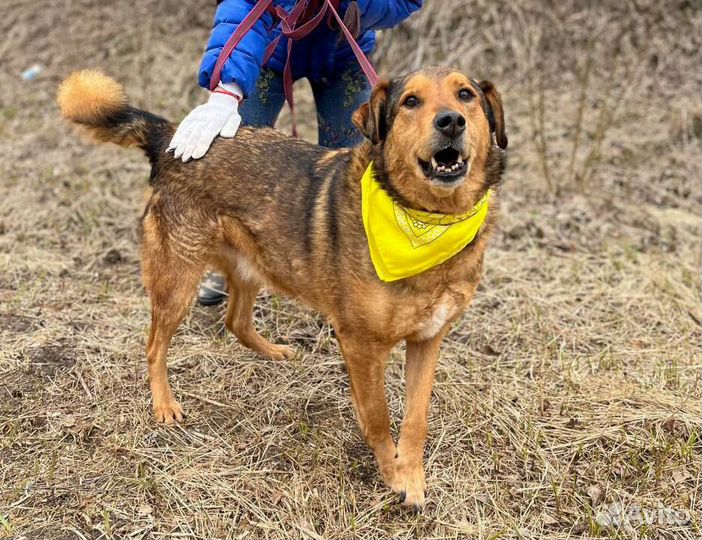 Добряк Кит ищет самых лучших родителей