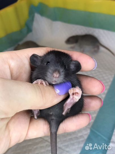 Чёрная Краса Дамбо самочка