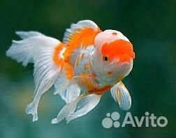 Рыба красная шапка