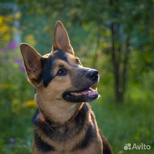 Собака в дар 1,5 года девочка овчарка