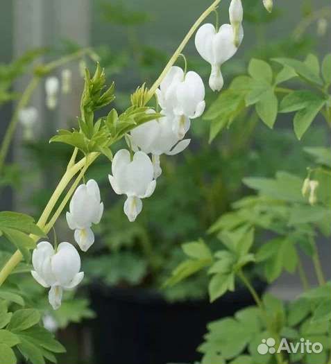 Пионы,дицентра,мак Апельсиновый рай,дерен