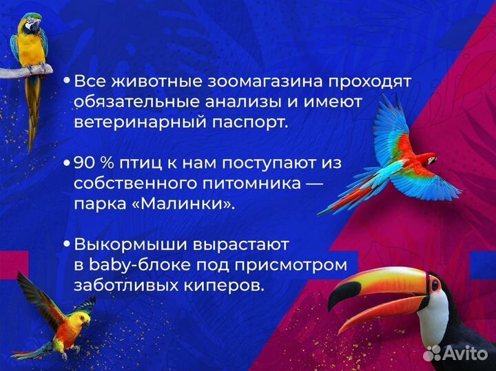 Африканский ёжик