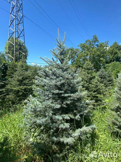 Ель голубая