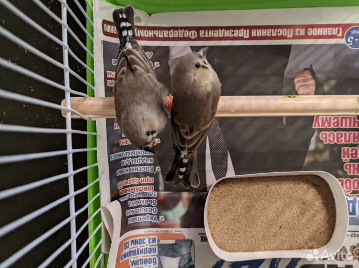 Амадины