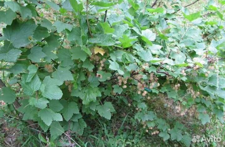 Смородина белая саженцы с комом земли