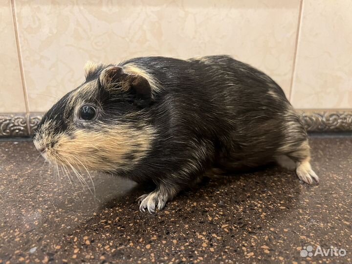Морская свинка в аренду бесплатно