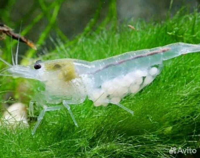 Креветки красный кристалл