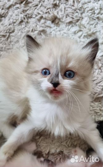 Отдамкотят