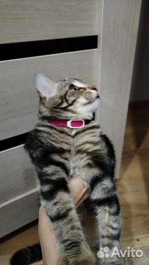 Кошка в дар бесплатно