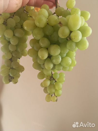 Черенки винограда