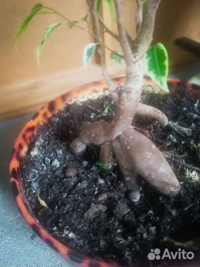 Фикус бенджамина Бонсай