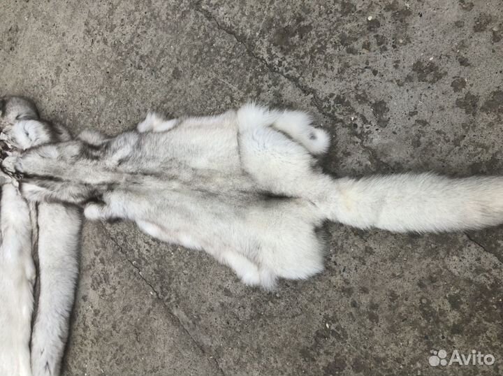 Шкуры песца